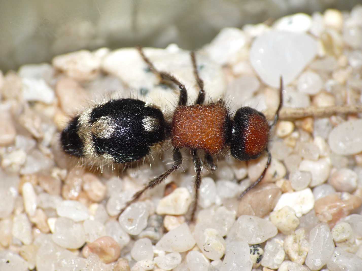 Mutillidae da determinare